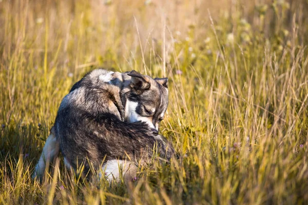 köpek çim üzerinde oturan kaşınıyor