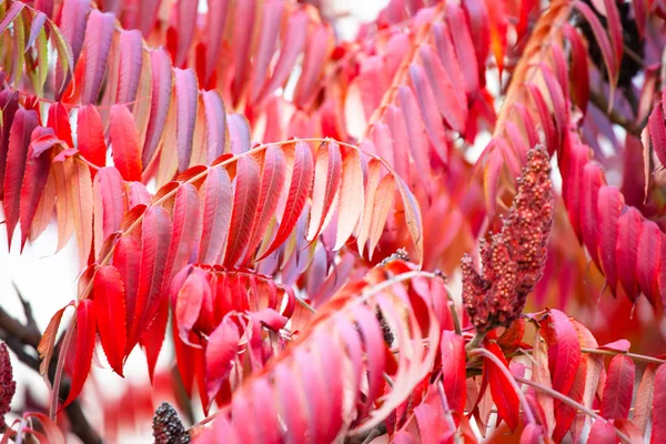 Folhas Vermelhas Naturais Brilhantes Fundo — Fotografia de Stock
