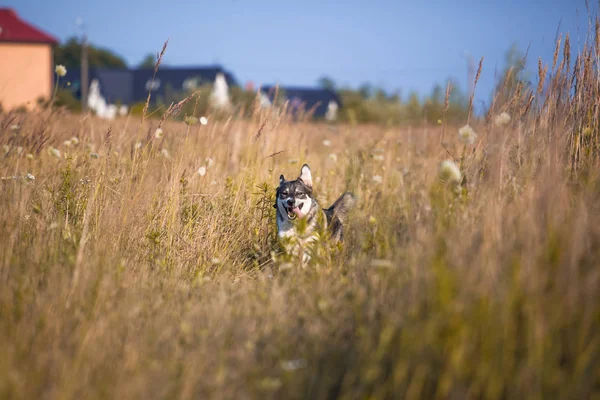 Happy Smiling Gray Dog Autumn Nature — Stock Photo, Image