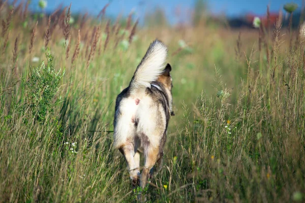 Happy Gray Dog Nature Back View — Stock Photo, Image