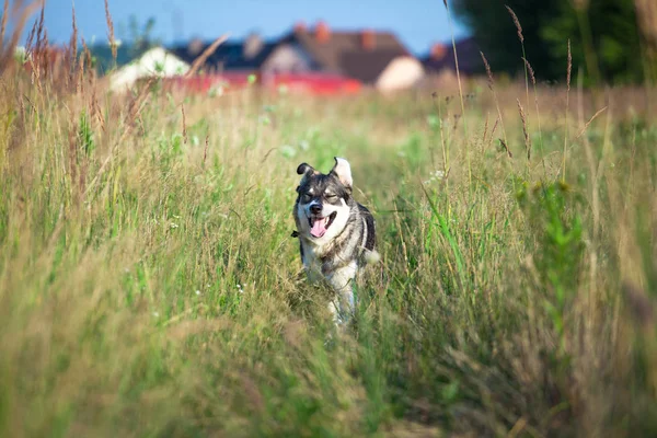 Happy Smiling Gray Dog Nature — Stock Photo, Image