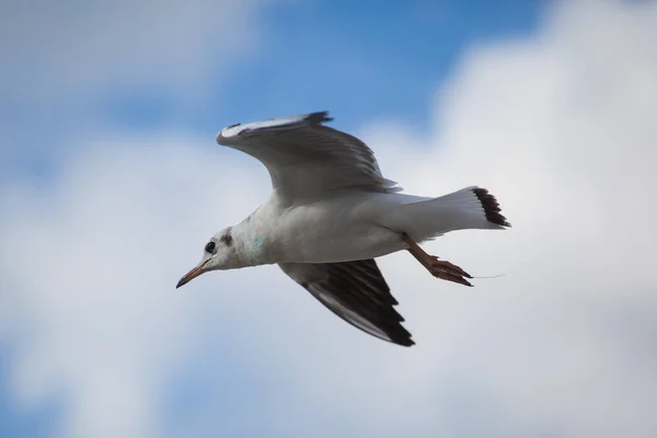 Une Mouette Vole Contre Ciel Nuageux — Photo