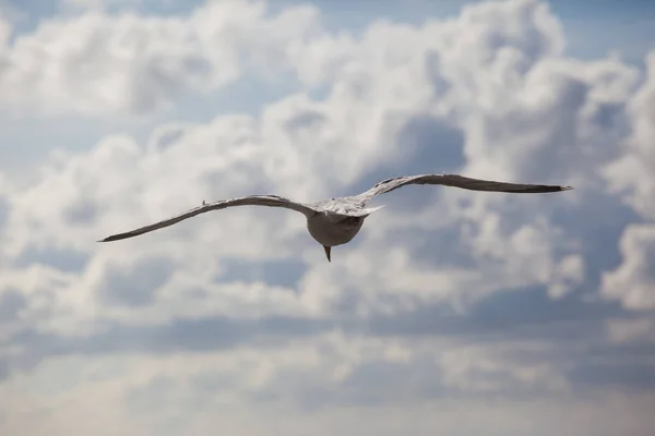 Uma Gaivota Mar Voa Contra Céu Nublado — Fotografia de Stock