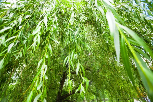 Зеленые Ветви Ивы Фон — стоковое фото