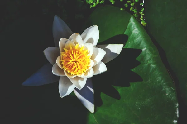 Fleur Blanche Brillante Sur Une Grande Feuille Nénuphar Tonique Rétro — Photo