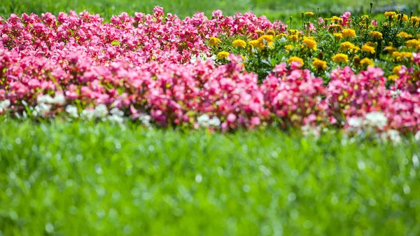 Fleurs Multicolores Lumineuses Dans Jardin — Photo