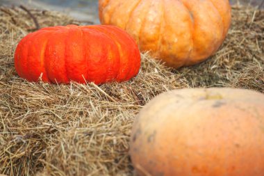 saman üzerinde büyük olgun kabaklar