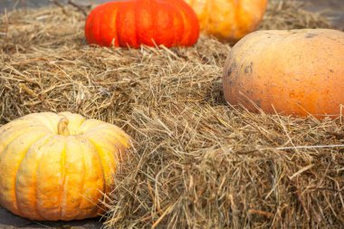 saman üzerinde büyük olgun kabaklar