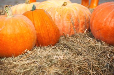 saman üzerinde büyük olgun kabaklar