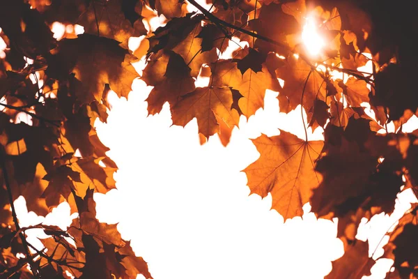 autumn maple leaves on white background in sunlight, toned