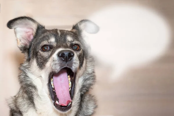 Close Portrait Cute Gray Dog Open Mouth Cloud Text Copy — Stock Photo, Image