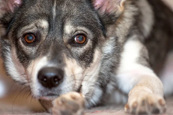 Close Gray Dog Sad Devoted Eyes — Stock Photo, Image