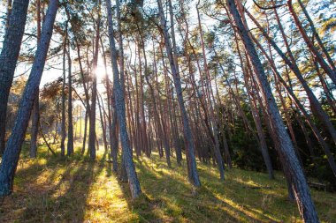 Güneş ışınları bir vahşi çam ormanı içinde