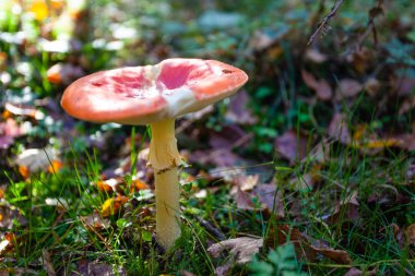 düşen yapraklar arasında kırmızı şapkalı mantar