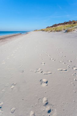 parlak vahşi plaj beyaz kum mavi deniz, Curonian Spit Milli Parkı