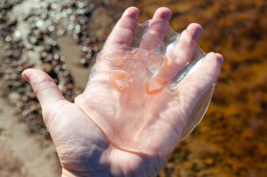 büyük denizanası aurelia elde