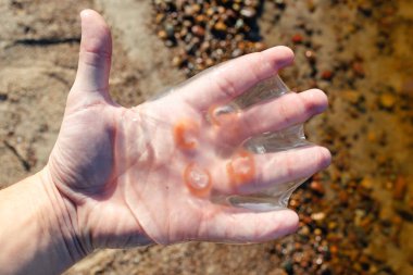 büyük denizanası aurelia elde