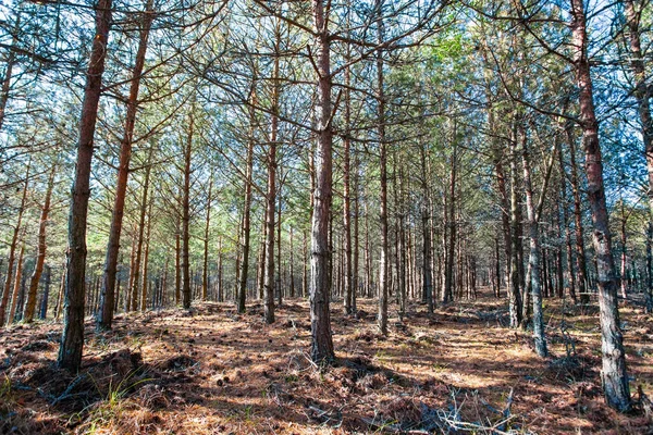 Les Rayons Soleil Dans Une Forêt Pins Sauvages — Photo