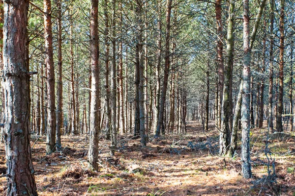 Solens Strålar Vild Tallskog — Stockfoto