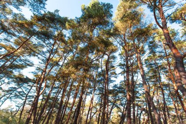 Mavi gökyüzüne karşı Çam tacı