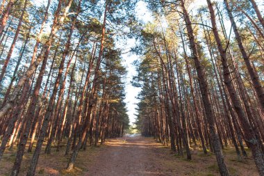yoğun ve gizemli çam ormanı içinde küçük bir toprak yol