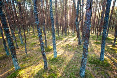 Güneş ışınları bir vahşi çam ormanı içinde