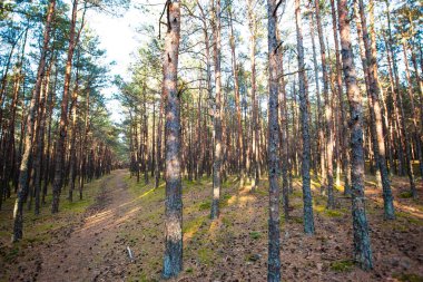 yoğun ve gizemli çam ormanı içinde küçük bir toprak yol