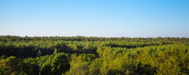 mavi gökyüzünün altında kalın yeşil orman kron panorama
