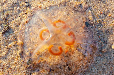 kıyıya vurmuş denizanası aurelia kum üzerinde kapat