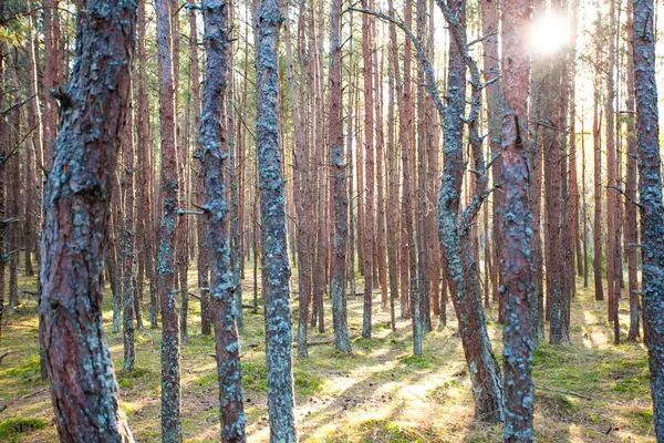 鬱蒼とした森 背景の松の幹 — ストック写真