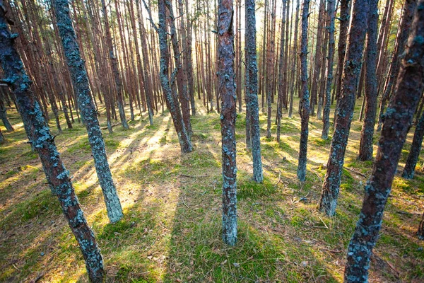 Sun Rays Wild Pine Forest — стоковое фото