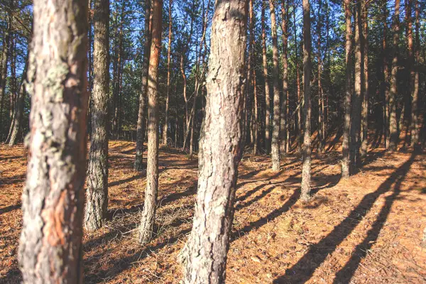 Los Rayos Del Sol Bosque Pinos Silvestres Tonificado —  Fotos de Stock