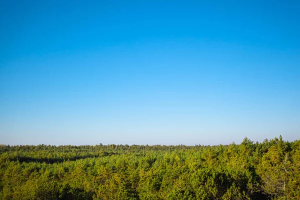 Венцы Густых Зеленых Лесов Голубым Небом — стоковое фото