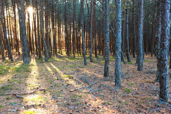 Sluneční Paprsky Divoké Borovém Lese — Stock fotografie