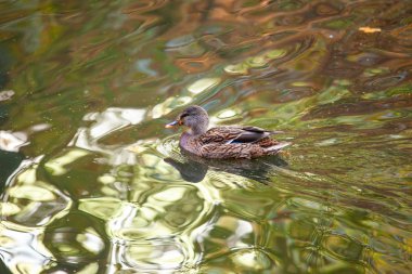 Sakin suda yüzen ördek