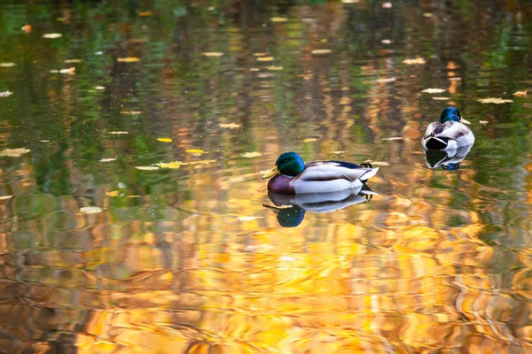 Patos Nadan Aguas Tranquilas Brillantes — Foto de Stock
