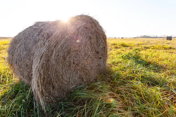 Kleště Kulaté Balíky Lisovaného Sena Ležet Poli Jasného Slunečného Dne — Stock fotografie