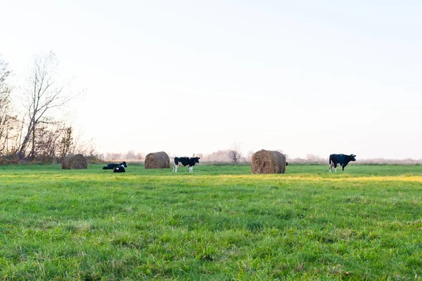 Vacas Blancas Negras Pastan Prado Verde Junto Pajar — Foto de Stock