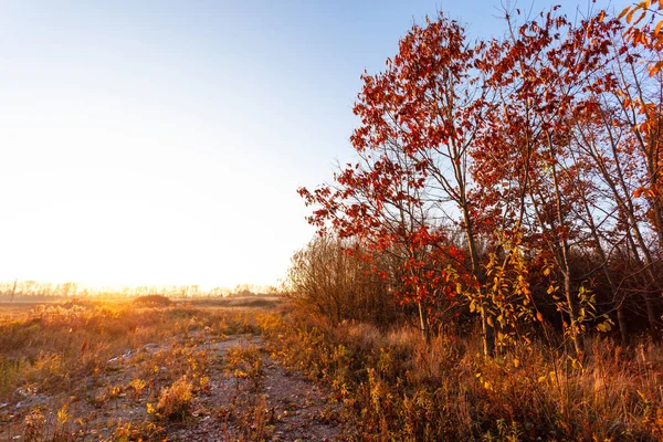 明るい夕日の背景に紅葉と秋の木 — ストック写真