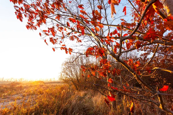 Осеннее Дерево Красными Листьями Фоне Яркого Заката — стоковое фото