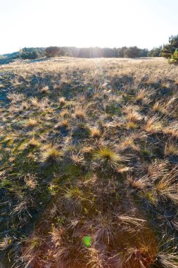 batan güneşin ışınları alanında çimen