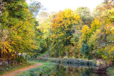 sonbahar sarı ormandaki nehir sakin