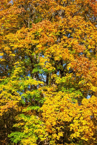 Heller Baum Mit Grünen Und Gelben Blättern Hintergrund Textur — Stockfoto