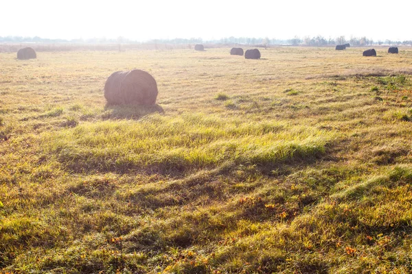 round bales of pressed hay lie in a field on a bright sunny day