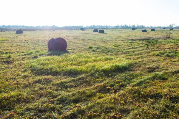 round bales of pressed hay lie in a field on a bright sunny day