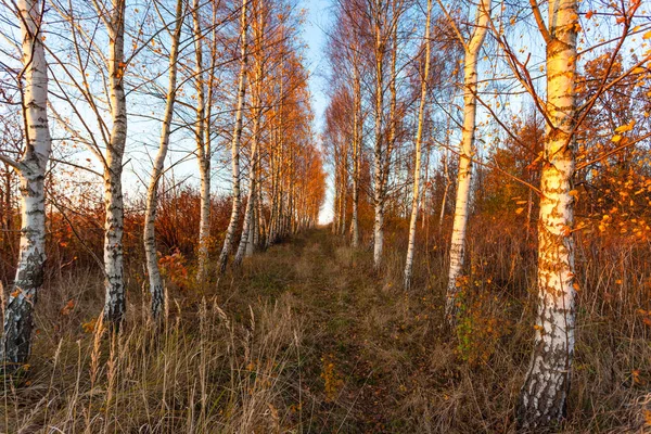 autumn birch grove of golden color at sunset