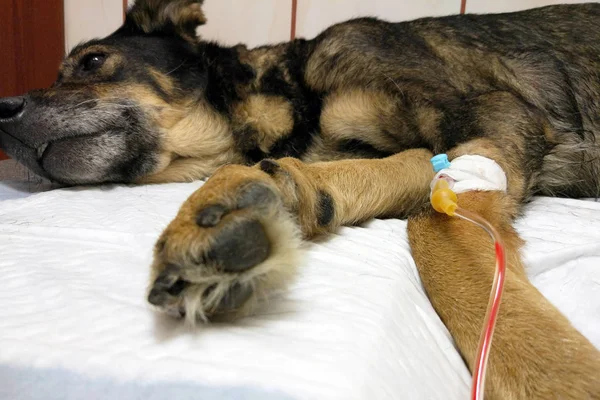 pençesinde damlalık olan bir masanın üzerinde yatan hasta köpek