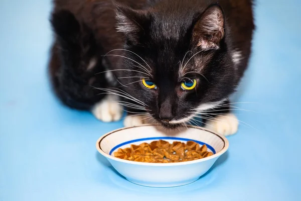 black hungry cat eating food from a bowl