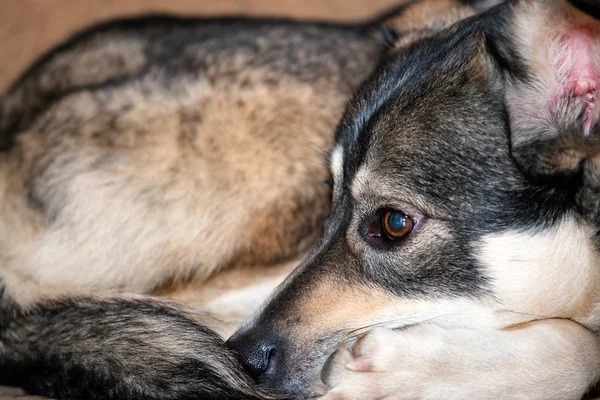 Cute Little Dog Lies Curled — Stock Photo, Image