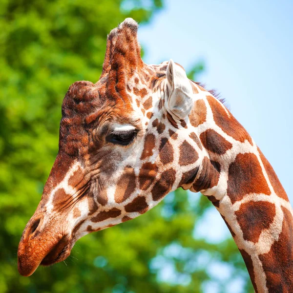Focinho Close Girafa — Fotografia de Stock